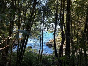 Chiloé, isla Coldita parcela borde mar 5.000.- metros
