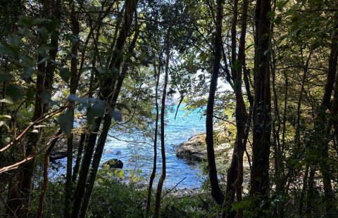 Chiloé, isla Coldita parcela borde mar  5.000.- metros