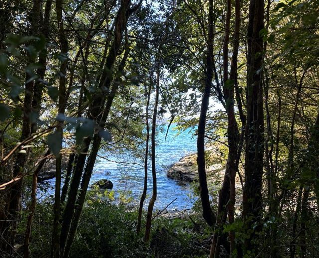 Chiloé, isla Coldita parcela borde mar  5.000.- metros